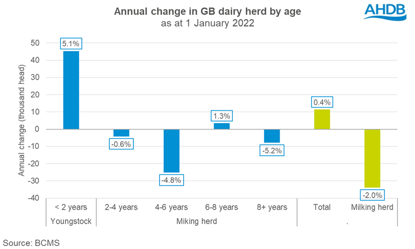 graph showing chnage in the GB dairy herd by age on 1 January 2022